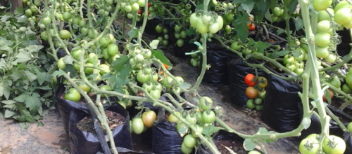 Green house tomato farming in Sauri cluster, Kenya